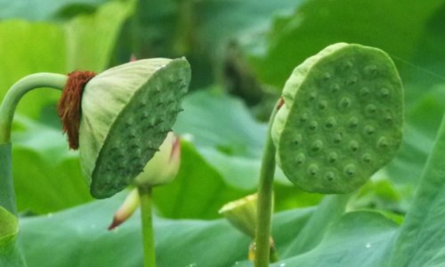 葶苈子药典用量-【葶苈子的最大用量】葶苈子30克 - 葶苈子的药用量网